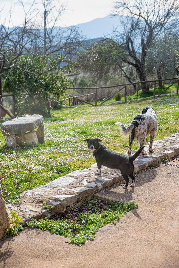 Il giardino dei mandorli Villa Alatri Esterno foto